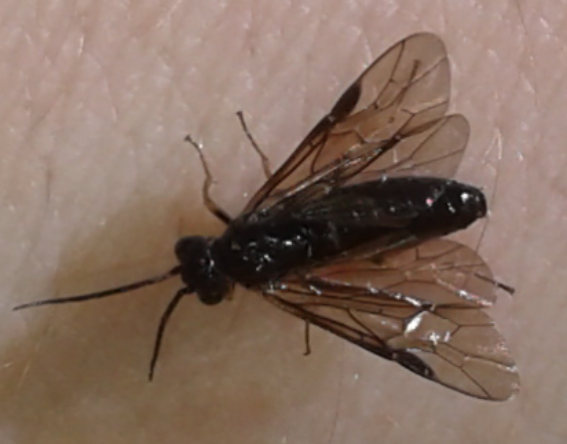 Tenthredinidae 3 da ID